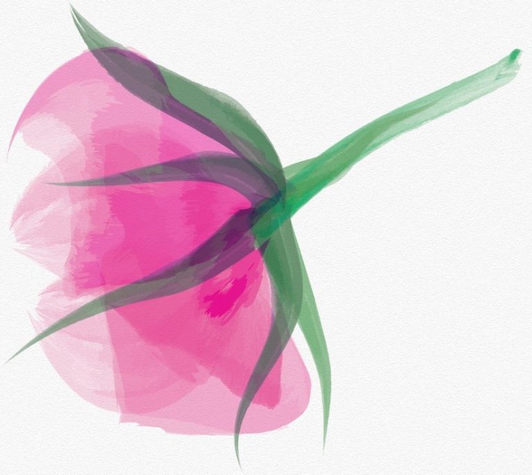 Beginner Adobe Illustrator